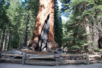 Séquoias géants, Park national Yosemite, Californie