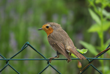rouge gorge