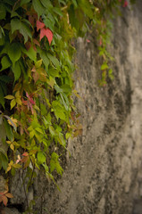 Wall with autumn coloured leafs
