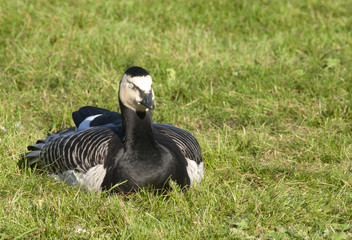 Barnacle goose