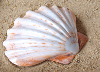 Shell in Sand