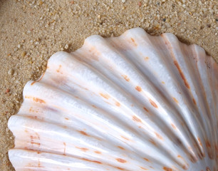Shell in sand