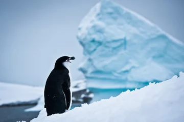 Crédence de cuisine en verre imprimé Pingouin pingouin noir et blanc