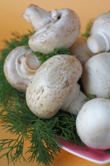 Mushrooms on a platter among sprigs of dill