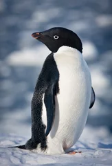 Papier Peint photo autocollant Pingouin black and white penguin