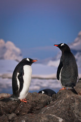 .Two penguins talking