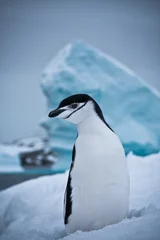 Printed roller blinds Penguin black and white penguin