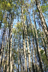 Fototapeta premium Autumn