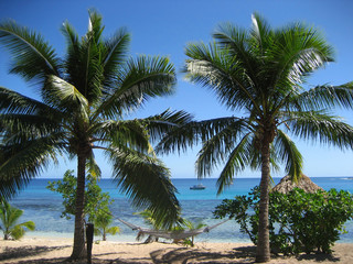 Fototapeta na wymiar palmier et hamac sur plage à Fidgi