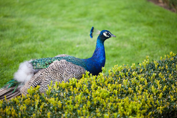 Obraz premium Peacocks walking on the green grass in the park
