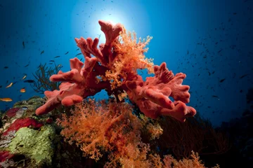 Poster Vissen, koraal en oceaan © stephan kerkhofs