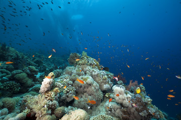 Obraz na płótnie Canvas Fish, coral and ocean