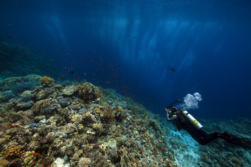 Naklejka na ściany i meble underwater photographer, coral and fish