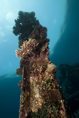 Naklejka na ściany i meble Remains of the Kormoran shipwreck and beautiful coral growth