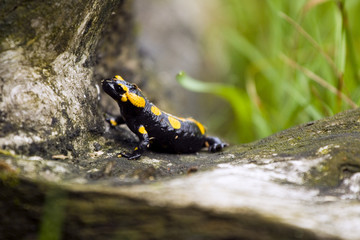 Salamandra plamista w naturalnym środowisku