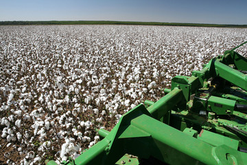 cotton fields