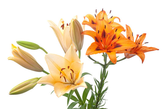 Colorful fresh lillies