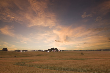 Iowa Corn Field.