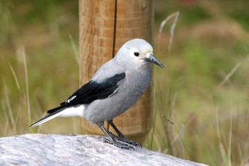 Clark's Nutcracker