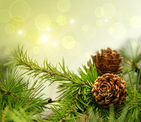 Pine cones on branches with of copy-space