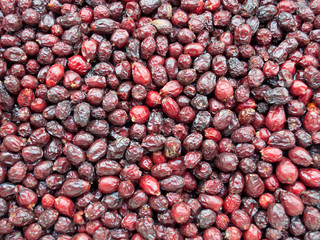 Getrocknete Hagebutten