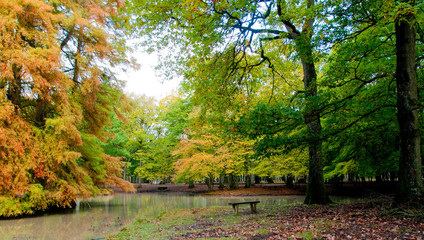 forêt - saison automne 07
