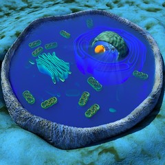 human cell