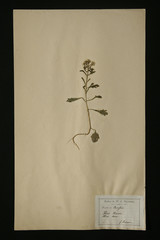 herbier crucifère héris amara
