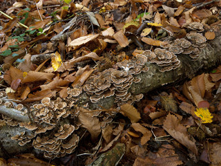 Fungi