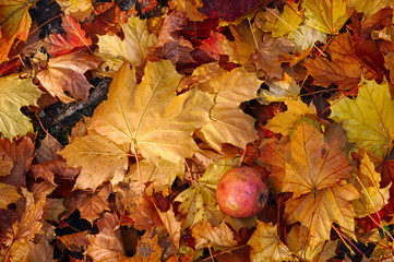 autumn leafs