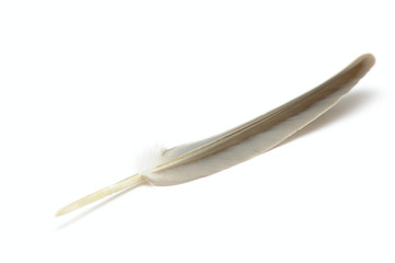 Feather