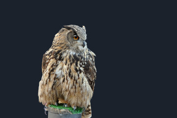 Buho