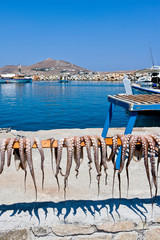 Octopuses in the sun to dry
