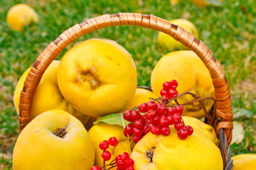 quince in the basket