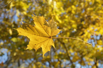 Maple leaves in autumn.