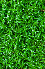 Green grass