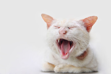Yawning cat - 27121094