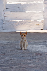 Naklejka na ściany i meble Typowa grecka wyspa bezpańskich kotów