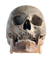 Skull.