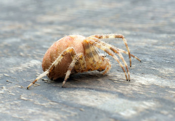 Spider
