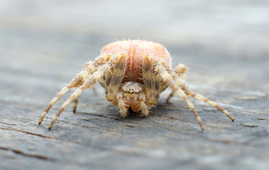 Spider