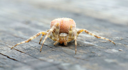 Spider