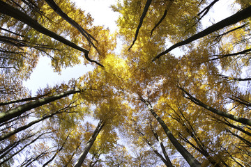 Beech canopy