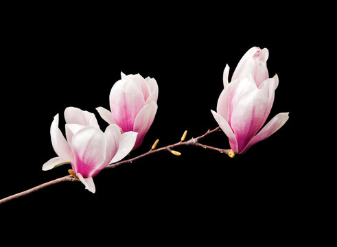 Fototapeta Magnolia