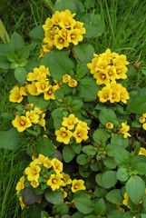 Obraz premium Lysimachia congestiflora 'Lyssi' / Lysimaque