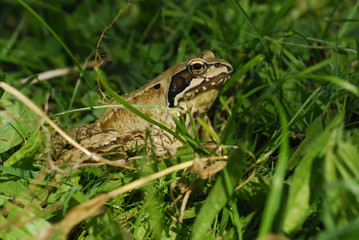 Rana dalmatina / Grenouille agile / Spring Frog