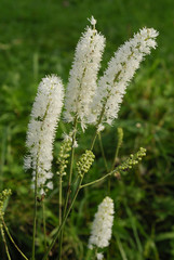 Cimicifuga simplex / Cierge d'argent