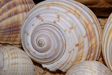 Seashells