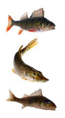 Naklejka premium three isolated fishes