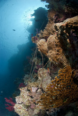 Abandoned illegal fishing lines on a healthy tropical coral reef